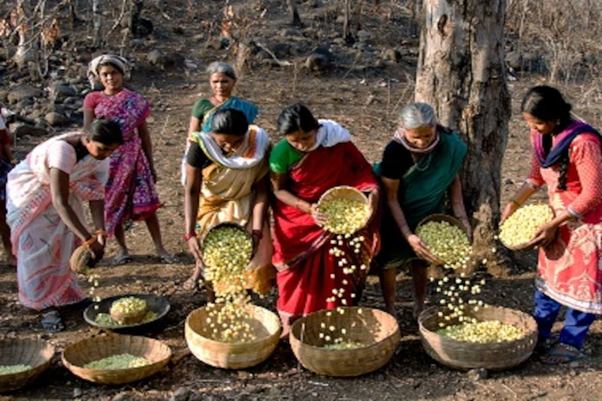 महुआ पर प्रतिबंध : आदिवासियों, जंगलवासियों, गरीबों के अधिकारों पर हमला